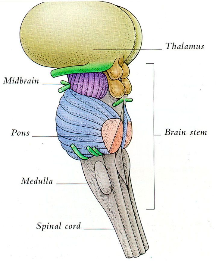 what would happen if the brain stem was damaged