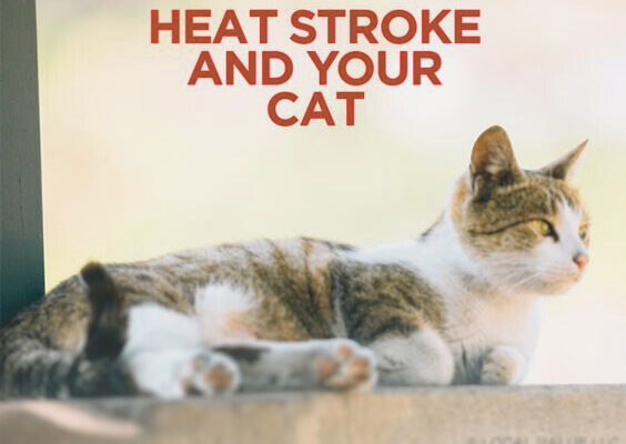 heat stroke in cats