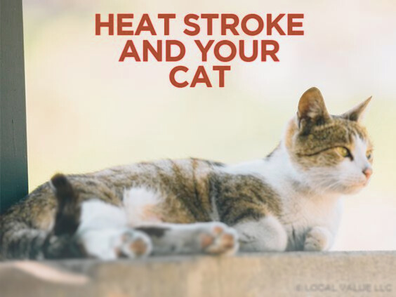 heat stroke in cats